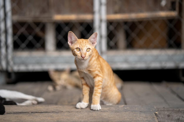 Lindo gato jengibre en el refugio de animales