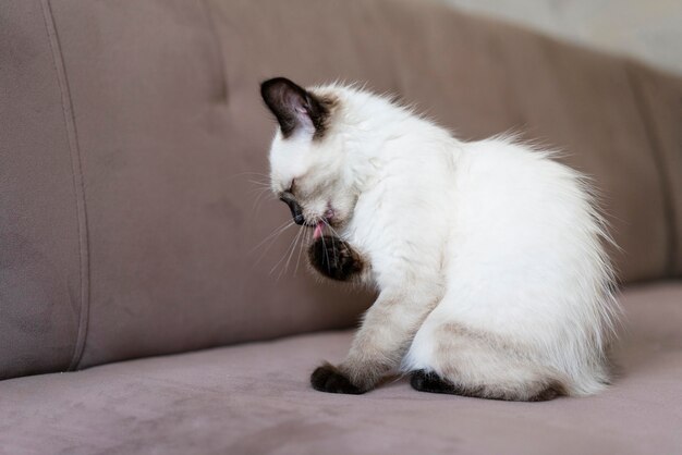 Lindo gato lamiendo su pata