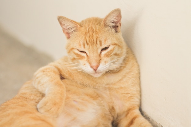 Lindo gato naranja soñoliento descansando junto a una pared blanca