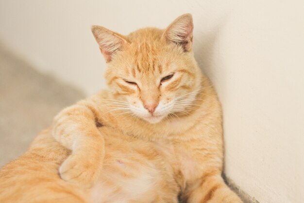 Lindo gato naranja soñoliento descansando junto a una pared blanca