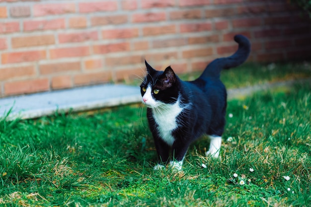 Lindo gato negro en la hierba cerca de la pared de ladrillos rojos