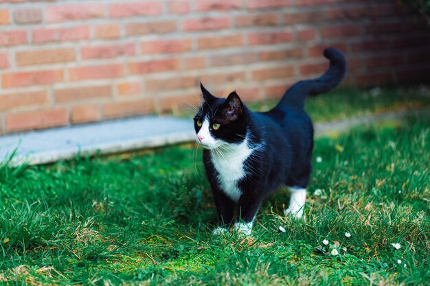 Lindo gato negro en la hierba cerca de la pared de ladrillos rojos