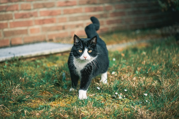 Lindo gato negro mirando a la cámara en el césped delante de una pared