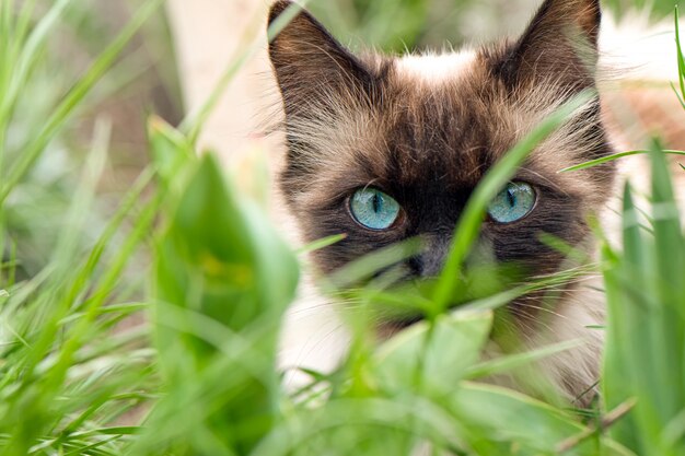 Lindo gato con ojos azules en el jardín