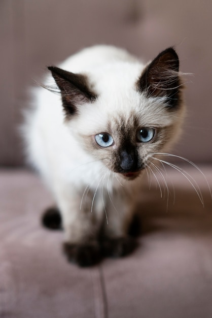 Lindo gato con ojos azules en el sofá