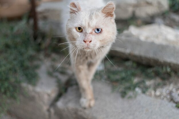 Lindo gato con ojos de diferentes colores.