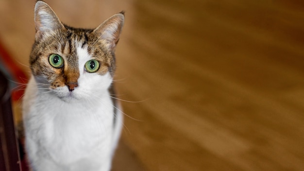 Lindo gato con ojos verdes en el interior
