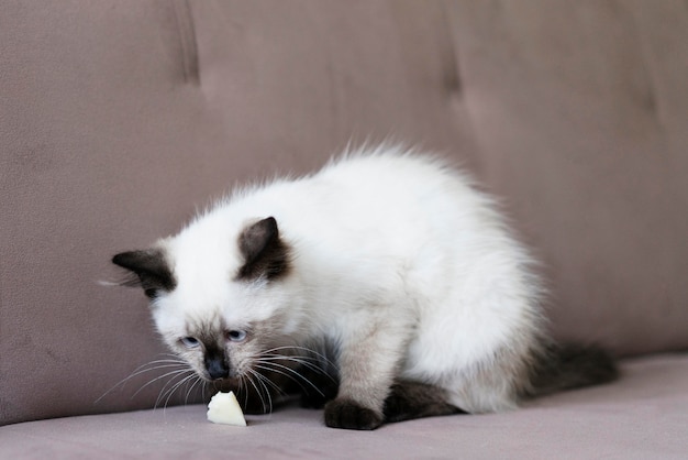 Foto gratuita lindo gato oliendo comida