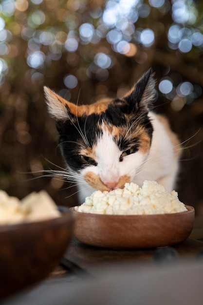 Lindo gato oliendo queso del tazón de fuente
