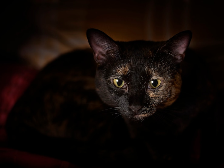 Foto gratuito lindo gato en la oscuridad