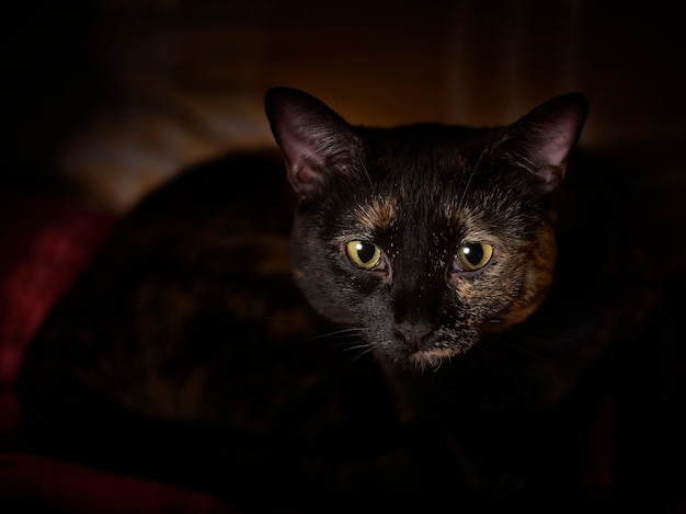 Lindo gato en la oscuridad