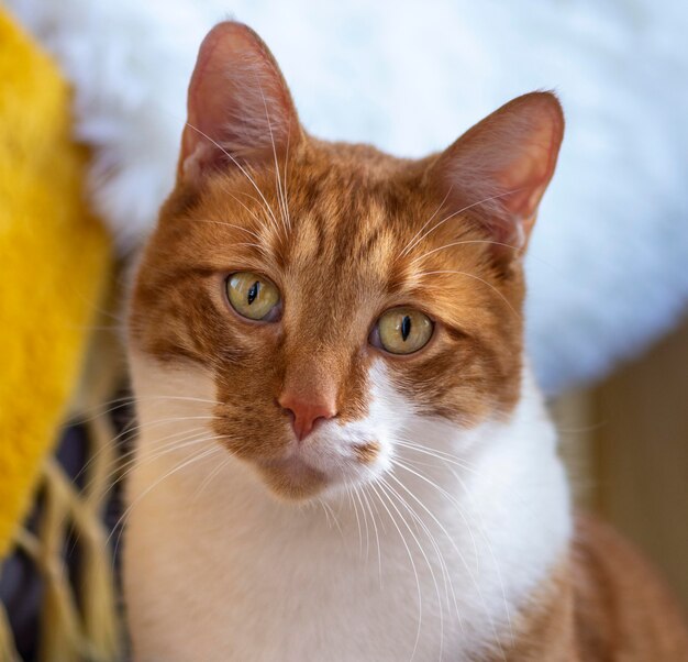 Lindo gato con pelaje rojo en el interior