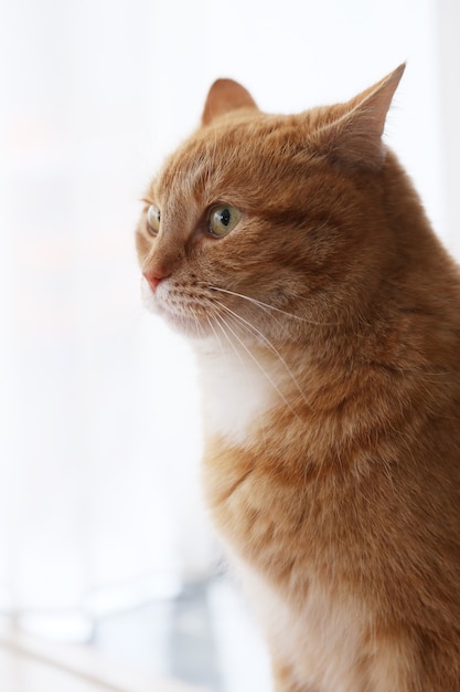 Lindo gato peludo