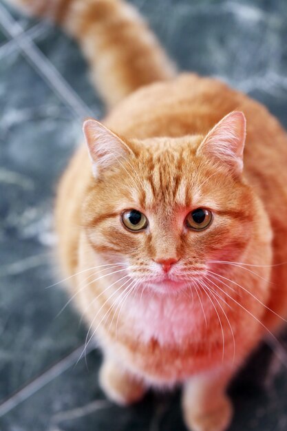 Lindo gato en el piso