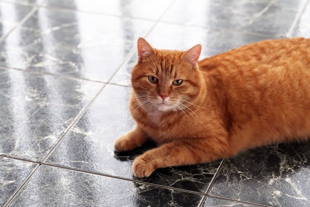 Lindo gato en el piso