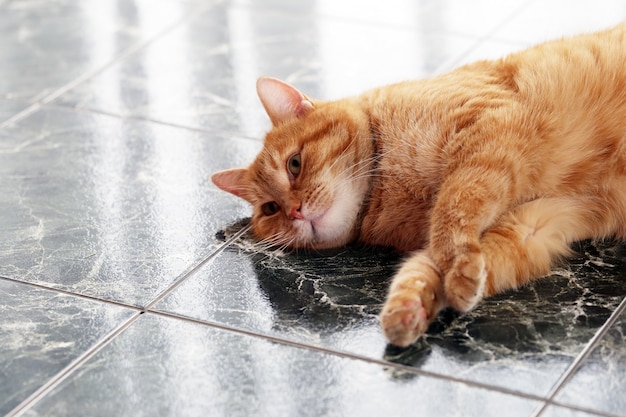 Lindo gato en el piso