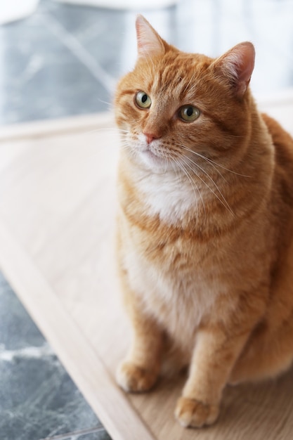 Lindo gato en el piso