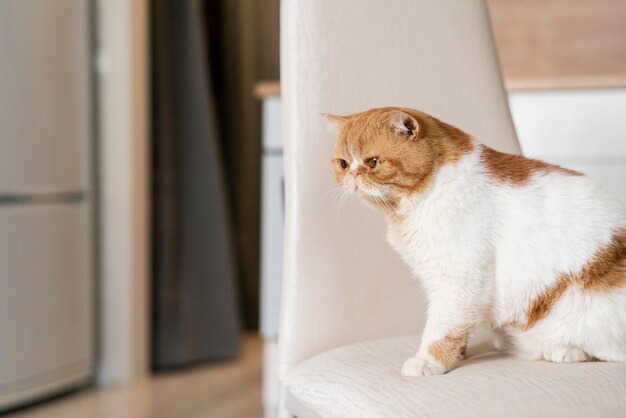 Lindo gato sentado debajo de una silla