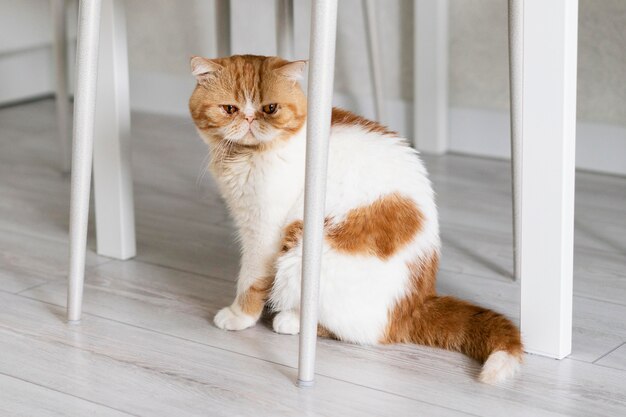 Lindo gato sentado debajo de una silla