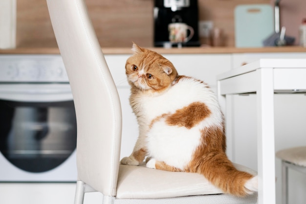 Lindo gato sentado en una silla en la cocina