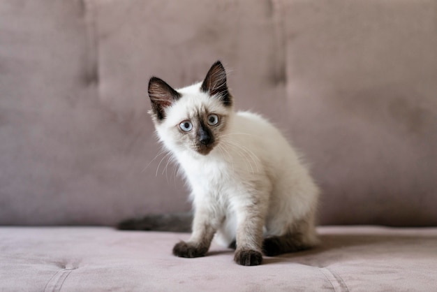 Lindo gato sentado en el sofá