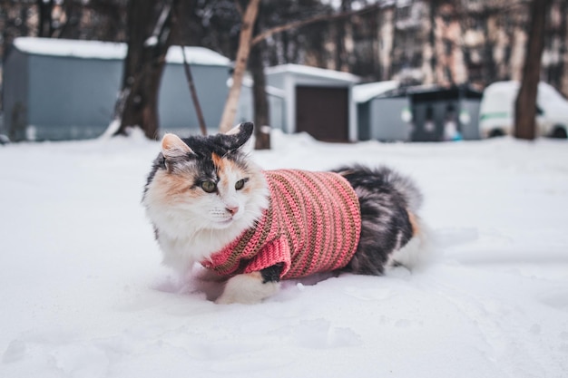 Lindo gato en un suéter tirado en la nieve en el patio de recreo