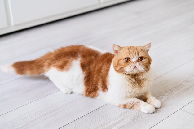 Lindo gato tendido en el piso