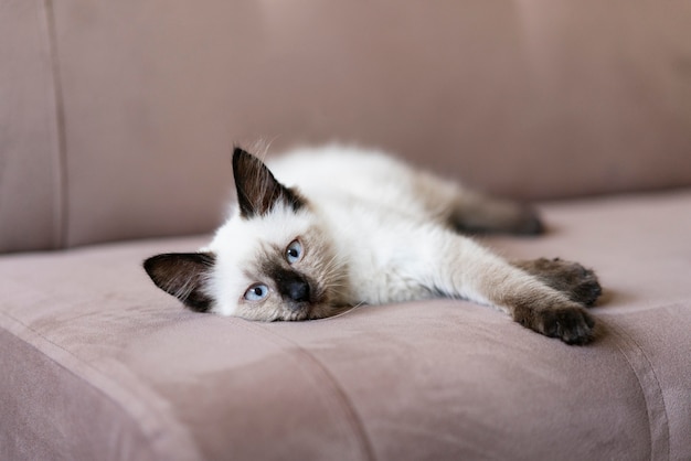 Foto gratuita lindo gato tendido en el sofá