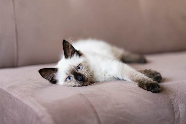Lindo gato tendido en el sofá