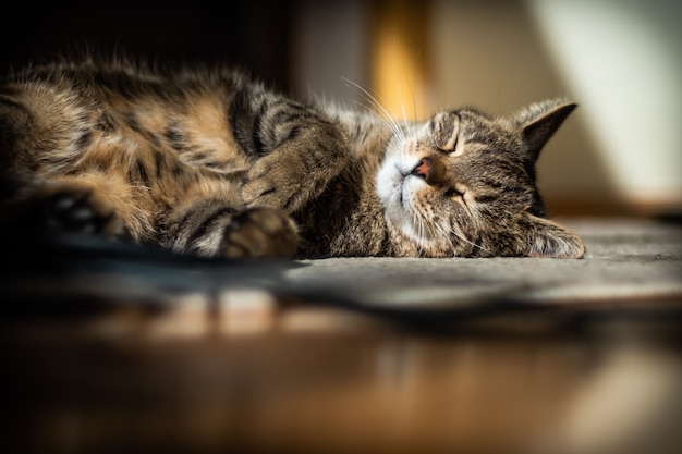 Lindo gato tirado en el suelo en casa