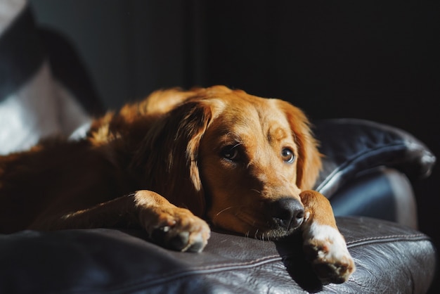 Lindo Golden Retriever doméstico tendido en el sofá en una habitación oscura