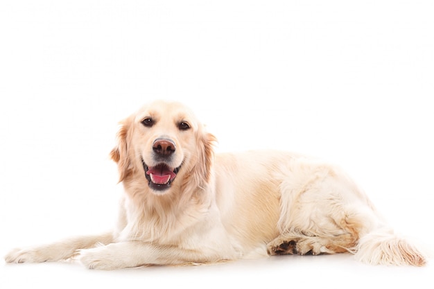 Lindo golden retriever