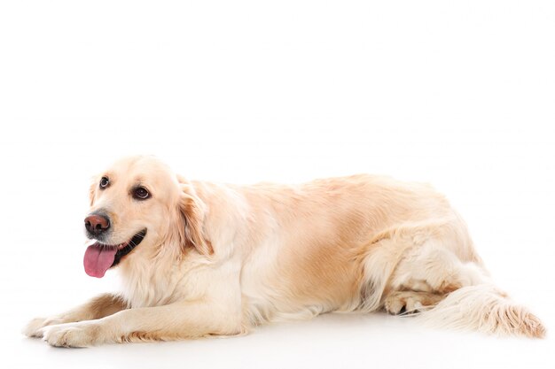 Lindo golden retriever