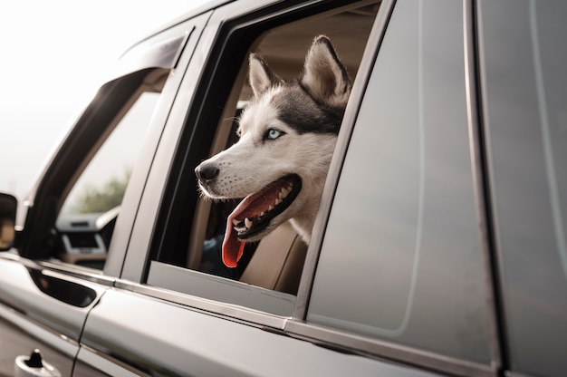 Foto gratuita lindo husky asoma la cabeza por la ventana mientras viaja en coche