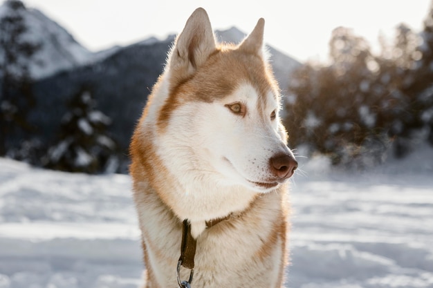 Lindo husky en la nieve al aire libre