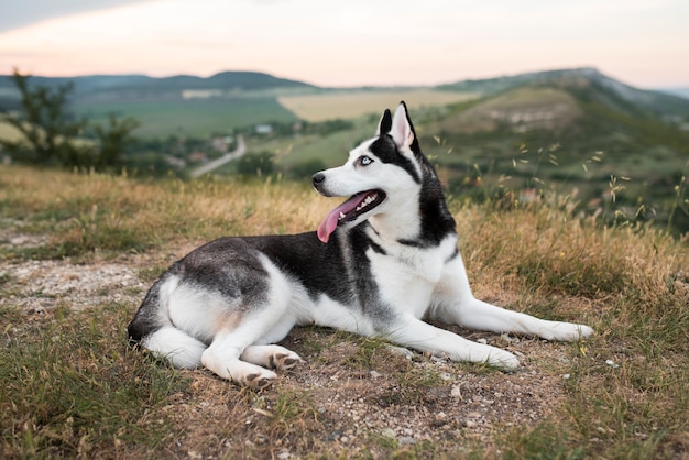 Lindo husky sentado sobre el césped