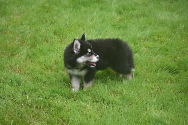 Foto gratuita lindo husky siberiano jadeando de correr