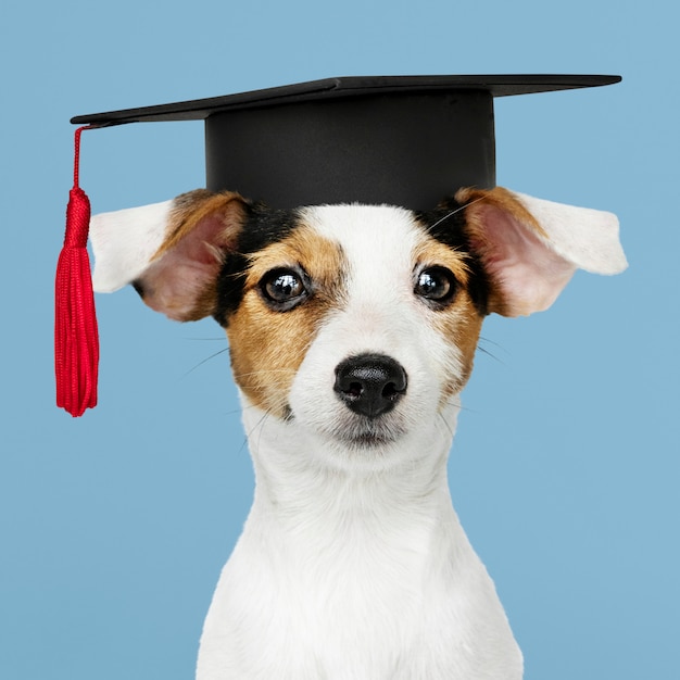 Lindo Jack Russell Terrier en un gorro de graduación