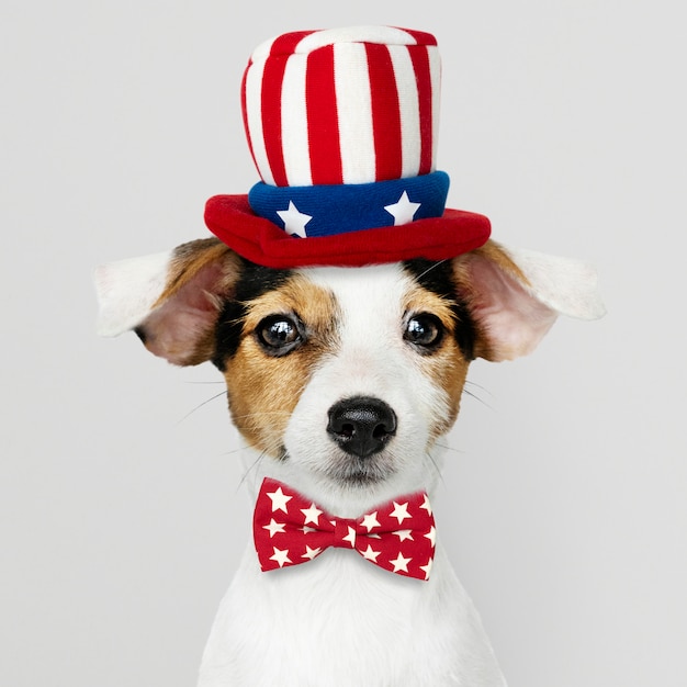 Lindo Jack Russell Terrier en sombrero de tío Sam y pajarita