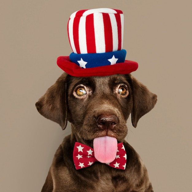 Lindo Labrador Retriever de chocolate con gorro y pajarita del Tío Sam