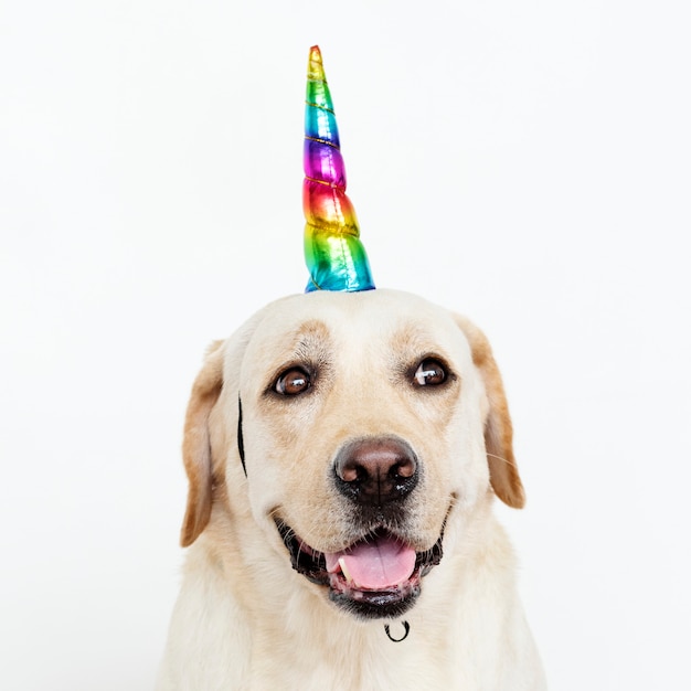 Lindo Labrador Retriever con una gorra de unicornio