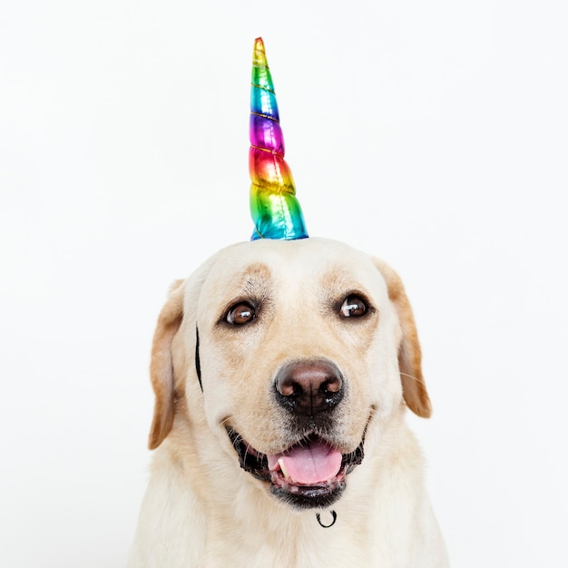 Lindo labrador retriever con gorro de unicornio