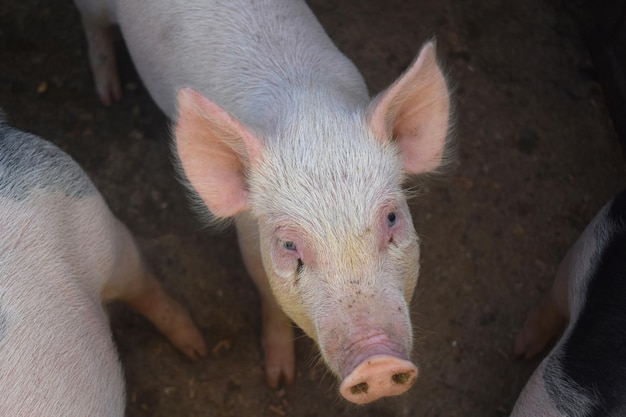 Un lindo lechón rosa mirando hacia arriba de su pluma.