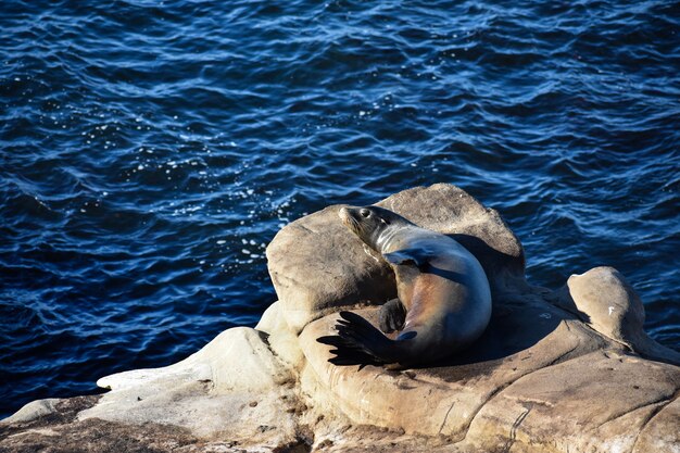 Lindo león marino de California descansando sobre una roca en la orilla del mar