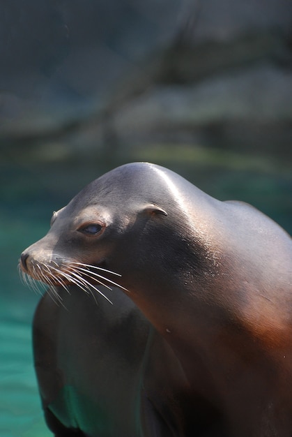 Foto gratuita lindo león marino juguetón