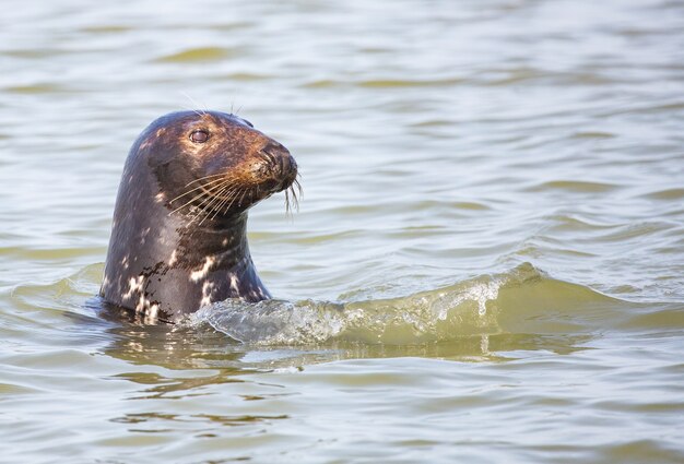 Lindo león marino nadando en el agua del mar