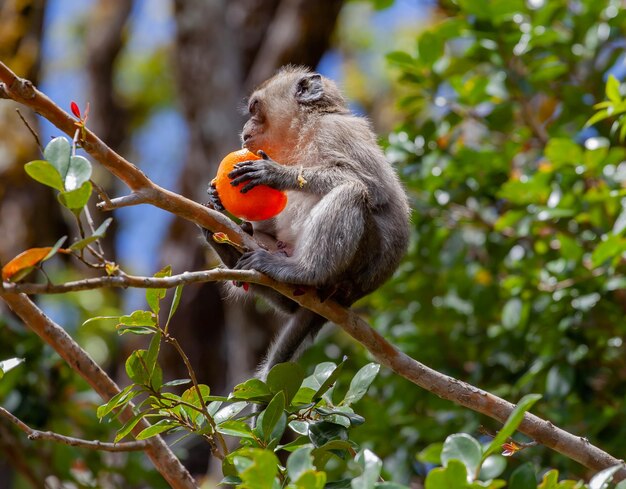 Lindo macaco de cola larga comiendo frutas en Mauricio