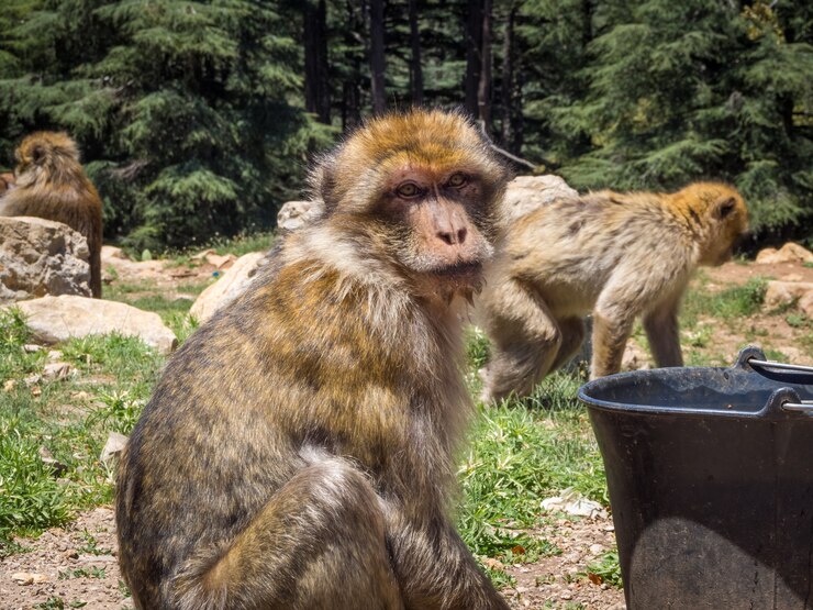 Foto gratuito lindo mono bereber macaca sylvanus en una jungla en marruecos