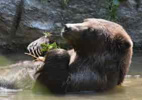 Foto gratuita lindo oso pardo refrescándose mientras come algunas hojas