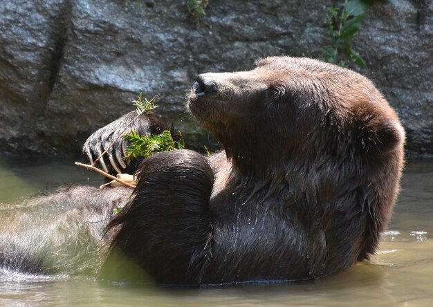 Lindo oso pardo refrescándose mientras come algunas hojas